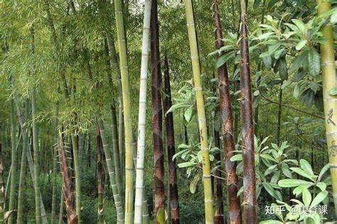 竹子生長速度